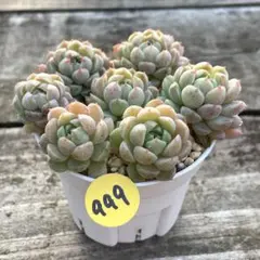 SALE❗️999多肉植物　エケベリア　オクロ　カット苗　寄せ植え❣️