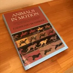 ANIMALS IN MOTION EADWEARD MUYBRIDGE