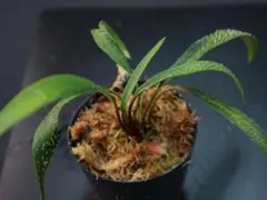 2026年最新】homalomenaの人気アイテム - メルカリ