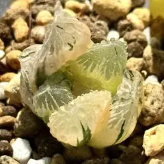 ル*ク様 夜月オブツーサ錦　超美株　ハオルチア　観葉植物　9