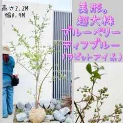 超美形。大株ブルーベリー ティフブルー2.2M(鉢底から) - メルカリ