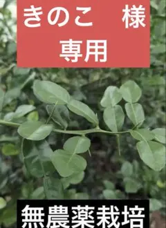 きのこ　様 専用