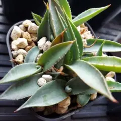 2026年最新】アガベ パリー 姫吉祥天の人気アイテム - メルカリ