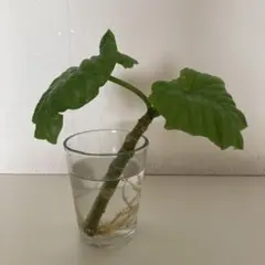フィカス ウンベラータ 水挿し 発根済み 観葉植物のサムネイル