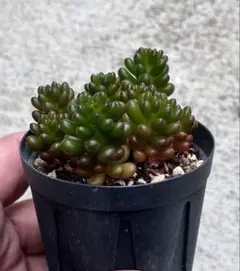 可愛いミニ寄せ植えセット 抜き苗又カット苗 多肉 エケベリア セダム