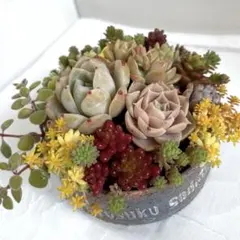☆多肉植物リメ缶寄せ植え‎ܾ ܾ ☆そのまま飾れるブルータイプ