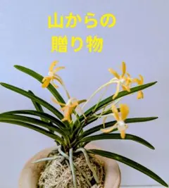 2026年最新】フウランの人気アイテム - メルカリ
