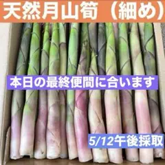 2026年最新】月山竹の人気アイテム - メルカリ