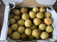 自然栽培　完熟梅（あがりうめ）　約1.2kg ⭐︎今日限り⭐︎のサムネイル