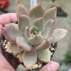 モンローQ❤️エケベリア 多肉植物 寄せ植え 抜き苗 - メルカリ