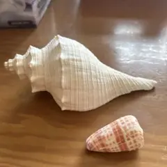 貝殻セット 白とピンクの模様