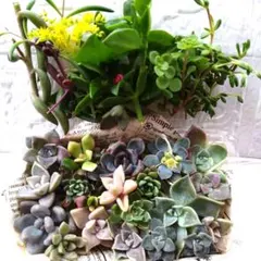 多肉植物詰め合わせ　カット苗　葉挿し