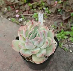 No.7 七福神 抜き苗 多肉植物 - メルカリ