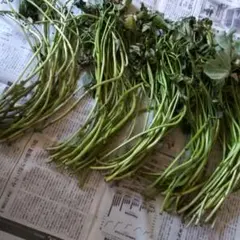 茨城県産 さつまいも苗 シルクスイート20本予備苗2本です。 - メルカリ