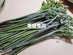 春様専用　天然わらび1kg うるい500gのセット