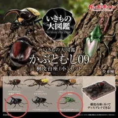 【オンライン版】カブトハナムグリ（グリーン）パンカブト樹脂台座付　いきもの大図鑑