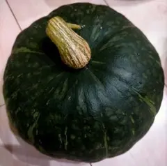 かぼちゃの種　鈴マロン　固定種　無農薬