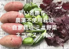 선착순 무농약 국내산 야채 모듬 미니 사이즈 야채 세트