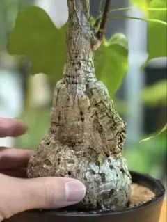 2026年最新】フィルミアナの人気アイテム - メルカリ