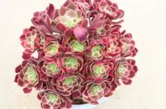 Warning様 リクエスト 2点 まとめ商品