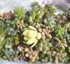 多肉植物 カット苗たっぷり詰め合わせセット 初心者　多肉弁当　セダム