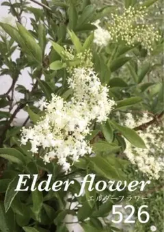 samy様526エルダー+276オリーブ+8ラベンダー+92バラ+540アナベル