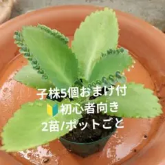子株5個おまけ付【2苗/ポットごと】マザーリーフ 子宝草のサムネイル