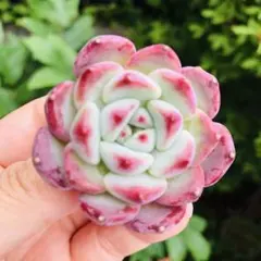 多肉植物♡*ꕤ*.カット苗✿ - メルカリ