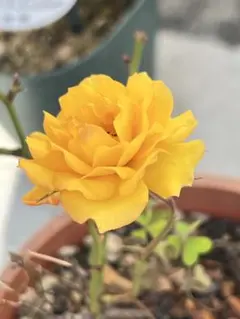 ミニ薔薇黄色 ポットごと発送A - メルカリ