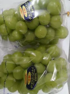 ぶどう苗木 シャインマスカット 5本5号ポット登録品種接木苗高約90cm8/27 ぶどう苗木 シャインマスカット 5本5号ポット登録品種接木苗高約90cm8
