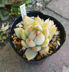 ジェシー カット苗 つぶつぶ屋 5㌢ポット 多肉植物 微根あり - メルカリ