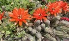 多肉植物 花サボテン 両色白檀 カキコ（4株・チビ1株オマケ） - メルカリ