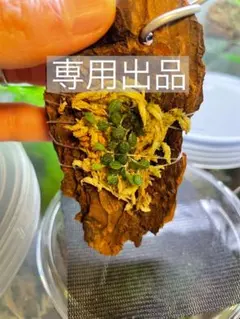 【はじめ様専用】【着生ラン】Specklinia dressleri