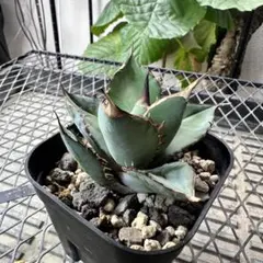 2025年最新】熊猫 アガベの人気アイテム - メルカリ