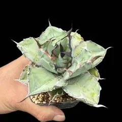 2025年最新】アガベ ブラック&ブルーの人気アイテム - メルカリ