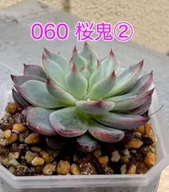 ミックスベリア セット 札なし ミックスベリア【060桜鬼】③抜き苗 札なし - メルカリ