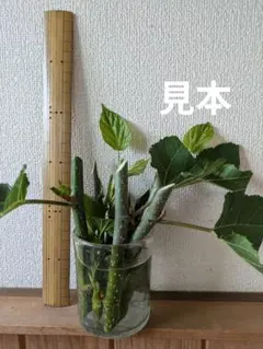 摘果マンゴー 宮崎県産 very veryvery small 5g以下 - メルカリ