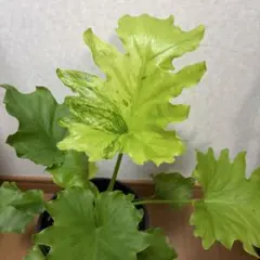 フィロデンドロン セローム 大株 古株 塊根植物 コーデックス 幹上がり