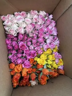 ✨MIX50本【994】スプレーバラ 花束　アレンジ　スワッグ　生花　アレンジ