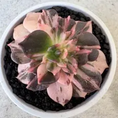 多肉植物 ブラックストライプ錦 F - メルカリ