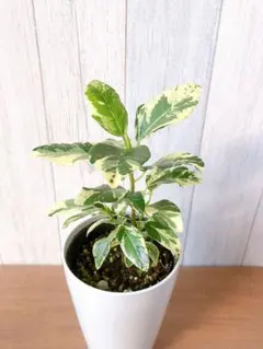 2025年最新】斑入り フランスゴムの人気アイテム - メルカリ