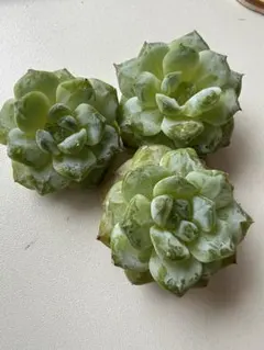 韓国苗多肉植物エケベリア《アイス》カット苗3株⭐︎のサムネイル