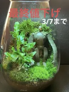 受注作品 アクアテラリウム 滝 池 苔テラリウム 30cm水槽 - メルカリ
