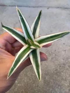 2025年最新】リップルエフェクトの人気アイテム - メルカリ