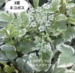 エゴポディウム　花苗　グランドカバーのサムネイル