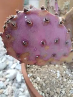 輸入苗 opuntia cv. curivispinus オプンチア サボテン 人気植物‼️ 人気サボテン‼️Opuntia Orange Chiffon 輸入種 - メルカリ
