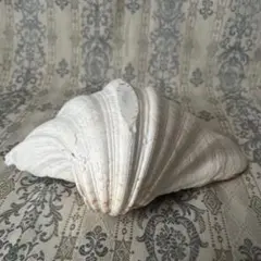 シャコガイ 貝殻 インテリア雑貨 装飾品 小物入れ 置物 オブジェ 天然 シェル