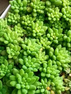 多肉植物　セダム　ピンクベリー　8カット