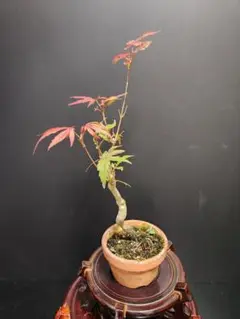 楓 カエデ かえで 紅葉 もみじ 楓盆栽 楓盆栽 楓 紅葉 太幹 楓 カエデ かえで 紅葉 もみじ 楓盆栽 楓盆栽 楓 紅葉 太幹