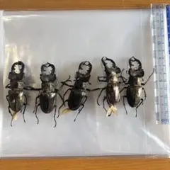 2026年最新】ミヤマクワガタ 標本の人気アイテム - メルカリ